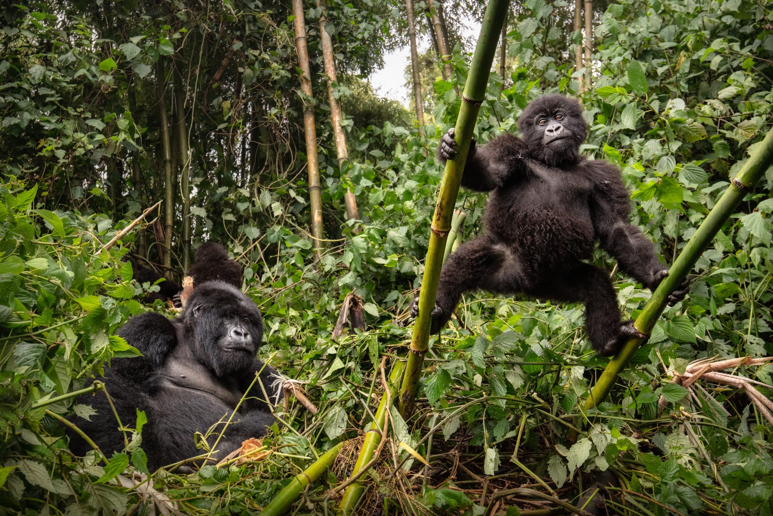 Mountain gorillas in the Virunga forest