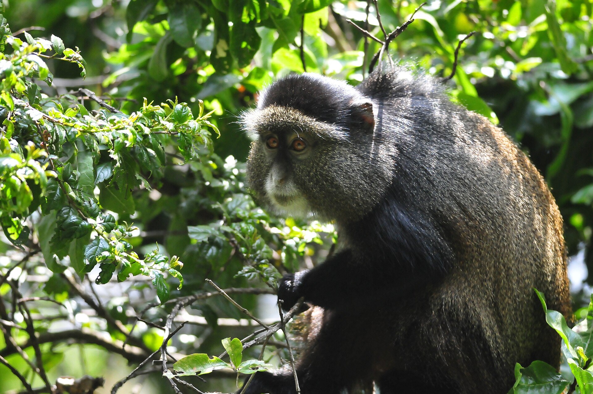 A golden monkey among the branches in Mgahinga National Park